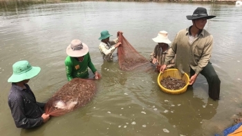 Cà Mau: Cập nhật kịp thời, chính xác giá tôm trên thị trường phục vụ sản xuất, kinh doanh