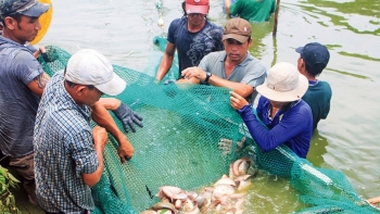 Cần Thơ: Tổng sản lượng thủy sản đến tháng 7 năm 2021 ước đạt 97 nghìn tấn