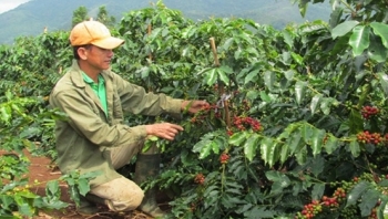 Quảng Trị: Tập trung nâng cao giá trị, xây dựng chỉ dẫn địa lý cho cà phê Khe Sanh