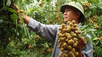 Kết nối cung cầu, tiêu thụ nhãn và nông sản tỉnh Hưng Yên