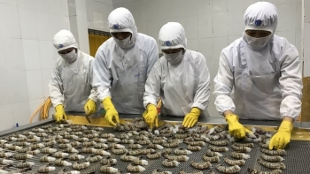 Xuất khẩu thủy sản sang Mỹ đạt 902,16 triệu USD trong 6 tháng đầu năm