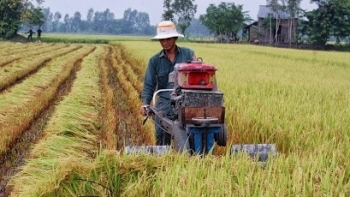 Tiền Giang: Vụ Xuân Hè năm 2021 trúng mùa, giá cao