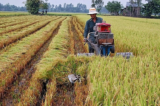 Tiền Giang: Vụ Xuân Hè năm 2021 trùng mùa, giá cao