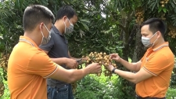 Sơn La: Vựa nhãn Sông Mã đón tin vui đầu vụ
