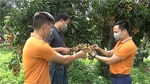 Đại diện Công ty Cổ phần Nông nghiệp hữu cơ Fusa đang kiểm tra sản phẩm nhãn Đại diện Công ty Cổ phần Nông nghiệp hữu cơ Fusa đang kiểm tra sản phẩm nhãn