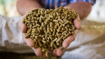 Kim ngạch xuất khẩu thức ăn chăn nuôi tăng 52,7%