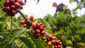 Kon Tum: Tiếp tục triển khai các biện pháp phòng, chống dịch bệnh trên cây trồng, vật nuôi