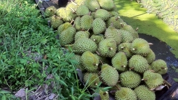 Đồng Nai: Khẩn trương rà soát đánh giá tình hình sản xuất nông sản chính trên địa bàn