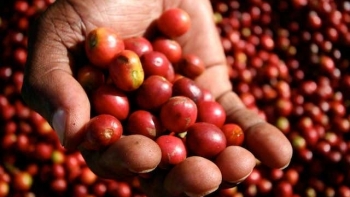 Giá cà phê hôm nay 16/7:  Giảm nhẹ 100 - 200 đồng/kg