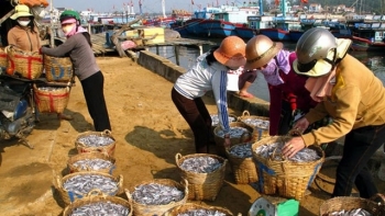 Kiên Giang: Chấn chỉnh tàu cá lên hàng thủy sản sai cảng cá chỉ định