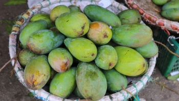 Sơn La: Toàn tỉnh đã tiêu thụ trên 60 nghìn tấn xoài