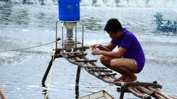 Năm 2021, dự kiến sản lượng tôm cả nước đạt 980.000 tấn