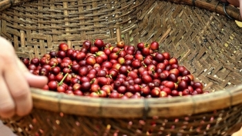 Giá cà phê hôm nay 17/7: Tăng trung bình 200 đồng/kg