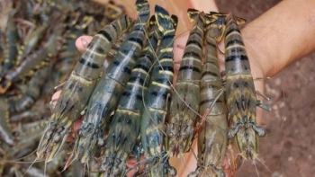 Số lô tôm xuất khẩu bị cảnh báo chất lượng giảm 11%