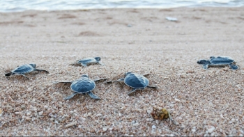 Bình Thuận: Bảo tồn và phát triển nguồn lợi thủy sản