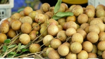 Sóc Trăng: Đề xuất giải pháp tiêu thụ nhãn trong tình hình dịch Covid-19