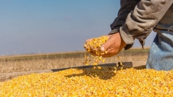 Nhập khẩu ngô 6 tháng đầu năm đạt 5,24 triệu tấn