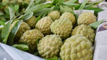 Xúc tiến thương mại na Chi Lăng và sản phẩm OCOP tỉnh Lạng Sơn