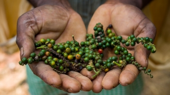 Giá hồ tiêu hôm nay 20/7: Tiếp tục giữ ổn định