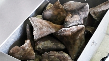 Đà Nẵng: Bắt giữ lô hàng nghi là sừng tê giác và xương động vật hoang dã