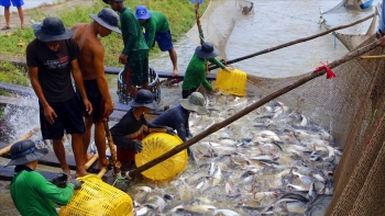 Xuất khẩu cá tra thu về 781 triệu USD trong 6 tháng đầu năm