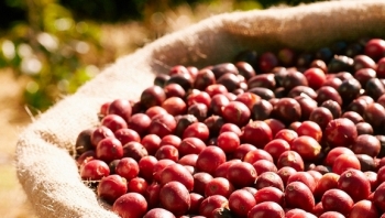 Giá cà phê hôm nay 21/7: Tăng trung bình 400 - 500 đồng/kg