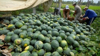 Quảng Ngãi: Thực hiện đề án đổi mới phương thức kinh doanh tiêu thụ nông sản