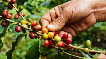 Giá cà phê hôm nay 22/7: Tăng trung bình 400 đồng/kg