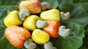 Nhập khẩu hạt điều tăng vọt lên 2,6 tỷ USD