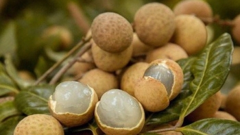 Công bố nhãn hiệu "Nhãn Sơn La",  xuất khẩu nhãn sang thị trường EU và Vương quốc Anh