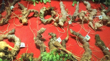 Cấp giấy chứng nhận nhãn hiệu Sâm Ngọc Linh Kon Tum và 10 sản phẩm khác