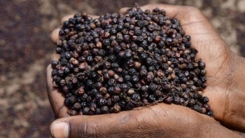 Mỹ là thị trường đứng đầu về tiêu thụ hạt tiêu của Việt Nam