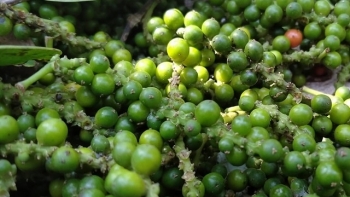 Giá hồ tiêu hôm nay 24/7: Giữ ổn định cuối tuần