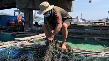 Quảng Ngãi: Tổng sản lượng thủy sản 7 tháng đầu năm đạt gần 175.000 tấn