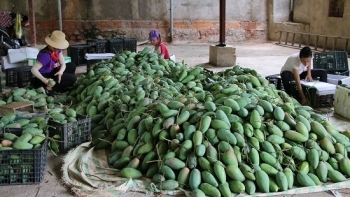 Sơn La: Huyện Mường La đã tiêu thụ 6.900 tấn Xoài và 79,9 tấn Nhãn