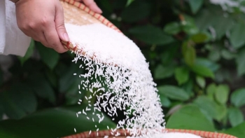 Xuất  khẩu gạo ST24, ST25 tiếp tục tăng "phi mã"