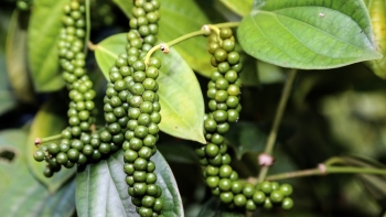 Giá hồ tiêu hôm nay 26/7: Giữ ổn định