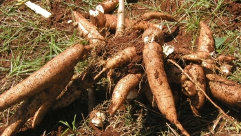 Xuất khẩu sắn tăng 15,6% trong 6 tháng đầu năm