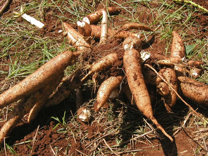 Xuất khẩu sắn  và các sản phẩm từ sắn thu về gần 611,7 triệu USD