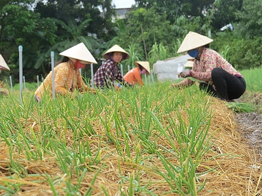 Đồng Tháp: Quản lý phương tiện và lực lượng thu hoạch nông sản