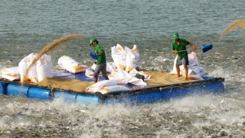 An Giang: Phấn đấu kim ngạch xuất khẩu năm 2021 đạt 965 triệu USD