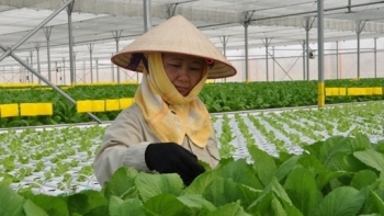 Vĩnh Phúc: Ngành nông nghiệp giữ vững đà tăng trưởng