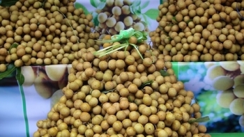 Sơn La: Toàn tỉnh đã tiêu thụ 11.982 tấn Nhãn