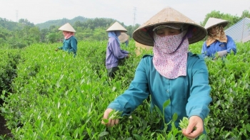 Xuất khẩu chè sang Pakistan đạt trên 17.274 tấn trong 6 tháng