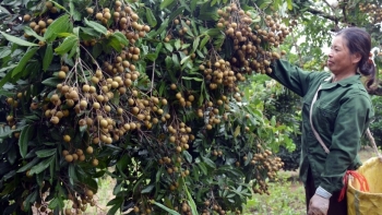 Sơn La: Huyện Mai Sơn hỗ trợ người dân tiêu thụ sản phẩm Nhãn niên vụ năm 2021