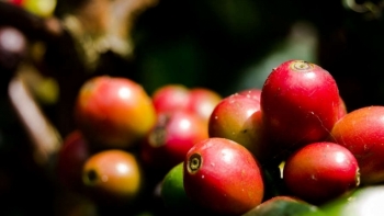 Giá cà phê hôm nay 29/7: Xu hướng tăng nhẹ