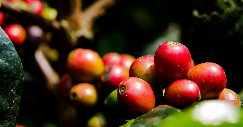 Giá cà phê hôm nay 29/7: Xu hướng tăng nhẹ Giá cà phê hôm nay 29/7: Xu hướng tăng nhẹ