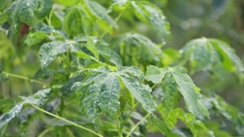 Gia Lai: Tăng cường công tác phòng, chống sinh vật gây hại cây trồng