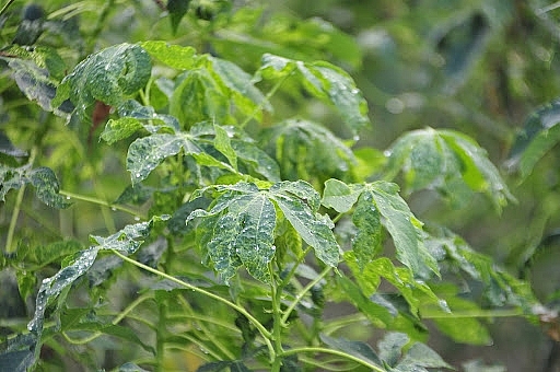 Gia Lai: Tăng cường công tác phòng, chống sinh vật gây hại cây trồng