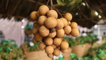 Sơn La: Bàn giải pháp tiêu thụ sản phẩm Nhãn và các sản phẩm nông sản của tỉnh